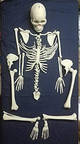 Disarticulated Human Skeleton Model 5 Feet – Life-Size Anatomical Study Skeleton for Medical, Educational & Physiotherapy Training