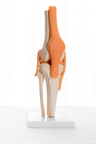 Skeletal Human KNEE Joint Model With Flexible Ligaments | Life size | Shows Major soft tissues, demonstrates all major moments | PVC