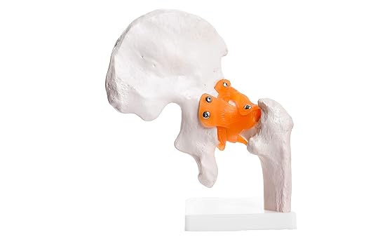 Real Life Size Adult Human Hip Joint Bone anatomical Model with Ligaments Perfect Anatomy for Medical students