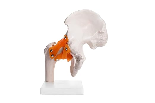 Real Life Size Adult Human Hip Joint Bone anatomical Model with Ligaments Perfect Anatomy for Medical students