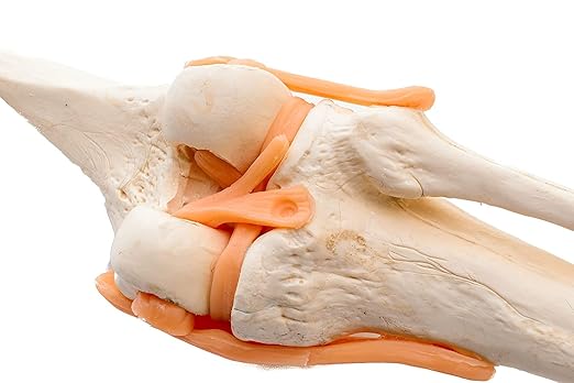 Skeletal Human KNEE Joint Model With Flexible Ligaments | Life size | Shows Major soft tissues, demonstrates all major moments | PVC