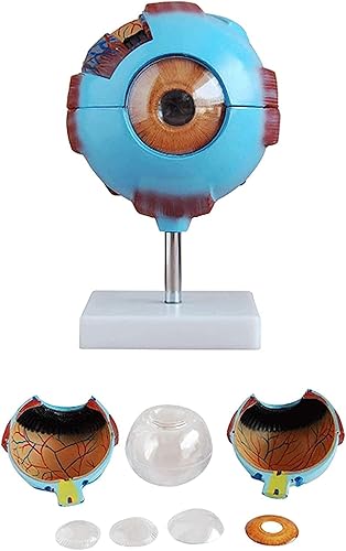 HUMAN EYE MODEL ENLARGED