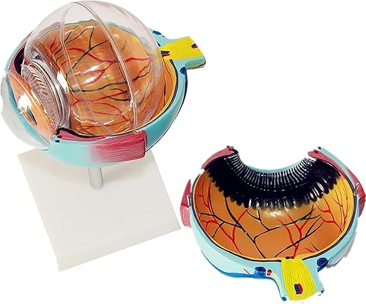 HUMAN EYE MODEL ENLARGED