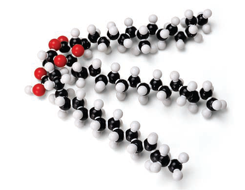 MOLECULAR MODEL SET - FAT (GLYCERYL TRISTEARATE) (C H O )