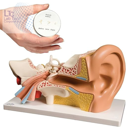 Human Ear Anatomical Model on Base, Educational Human Ear 3D Model, Made of Fiber