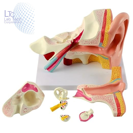 Human Ear Anatomical Model on Base, Educational Human Ear 3D Model, Made of Fiber