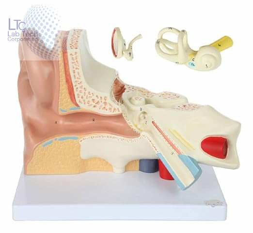 Human Ear Anatomical Model on Base, Educational Human Ear 3D Model, Made of Fiber