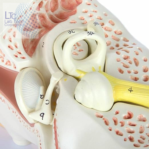 Human Ear Anatomical Model on Base, Educational Human Ear 3D Model, Made of Fiber