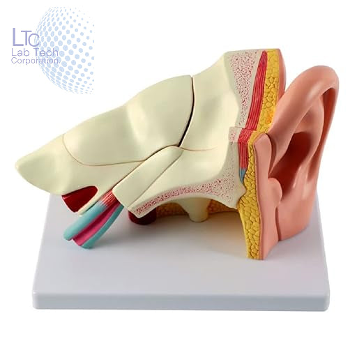 Human Ear Anatomical Model on Base, Educational Human Ear 3D Model, Made of Fiber