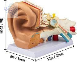 Human Ear Anatomical Model on Base, Educational Human Ear 3D Model, Made of Fiber