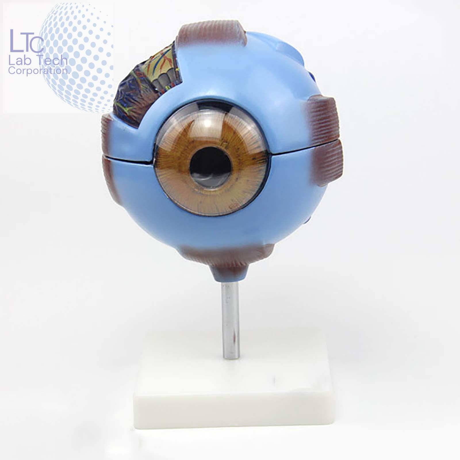 Modell Eyes HUMAN EYE MODEL ENLARGED – M/S LAB TECH CORPORATION