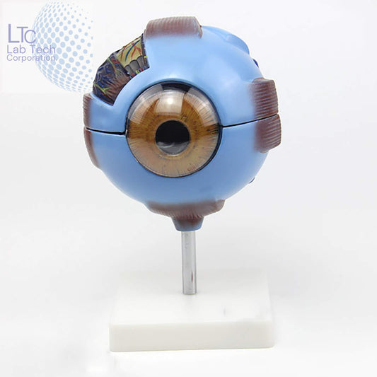 HUMAN EYE MODEL ENLARGED