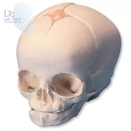 FETAL CHILD SKULL (INFANT SKULL)