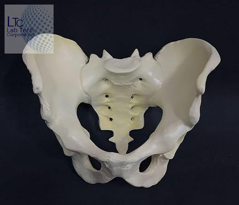 Female Pelvis Anatomical Model | Biology Lab Model | Medical Education ...