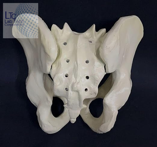 Female Pelvis Anatomical Model | Biology Lab Model | Medical Educational Model | Women's Health Education (Made with PVC unbreakable)