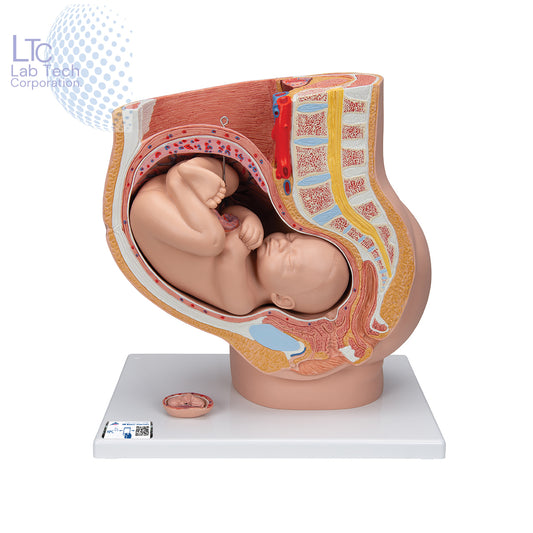 HUMAN FEMALE PREGNANT PELVIS SECTION WITH FETUS