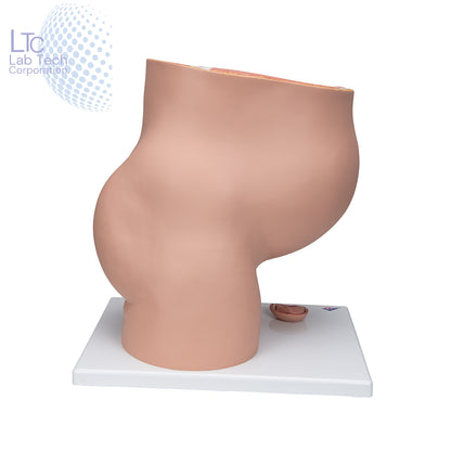 HUMAN FEMALE PREGNANT PELVIS SECTION WITH FETUS