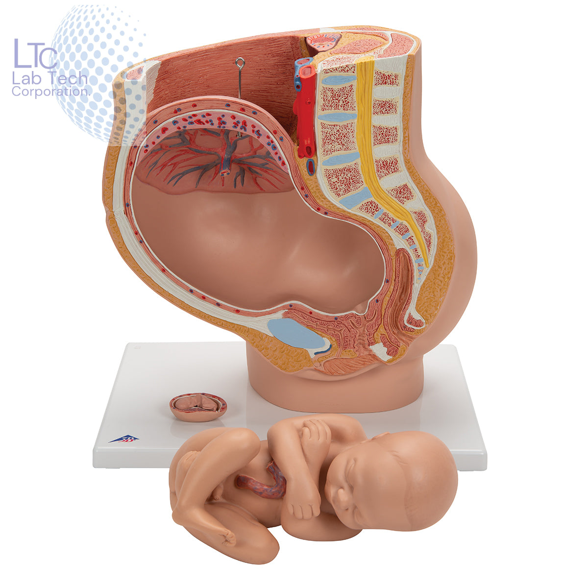 HUMAN FEMALE PREGNANT PELVIS SECTION WITH FETUS