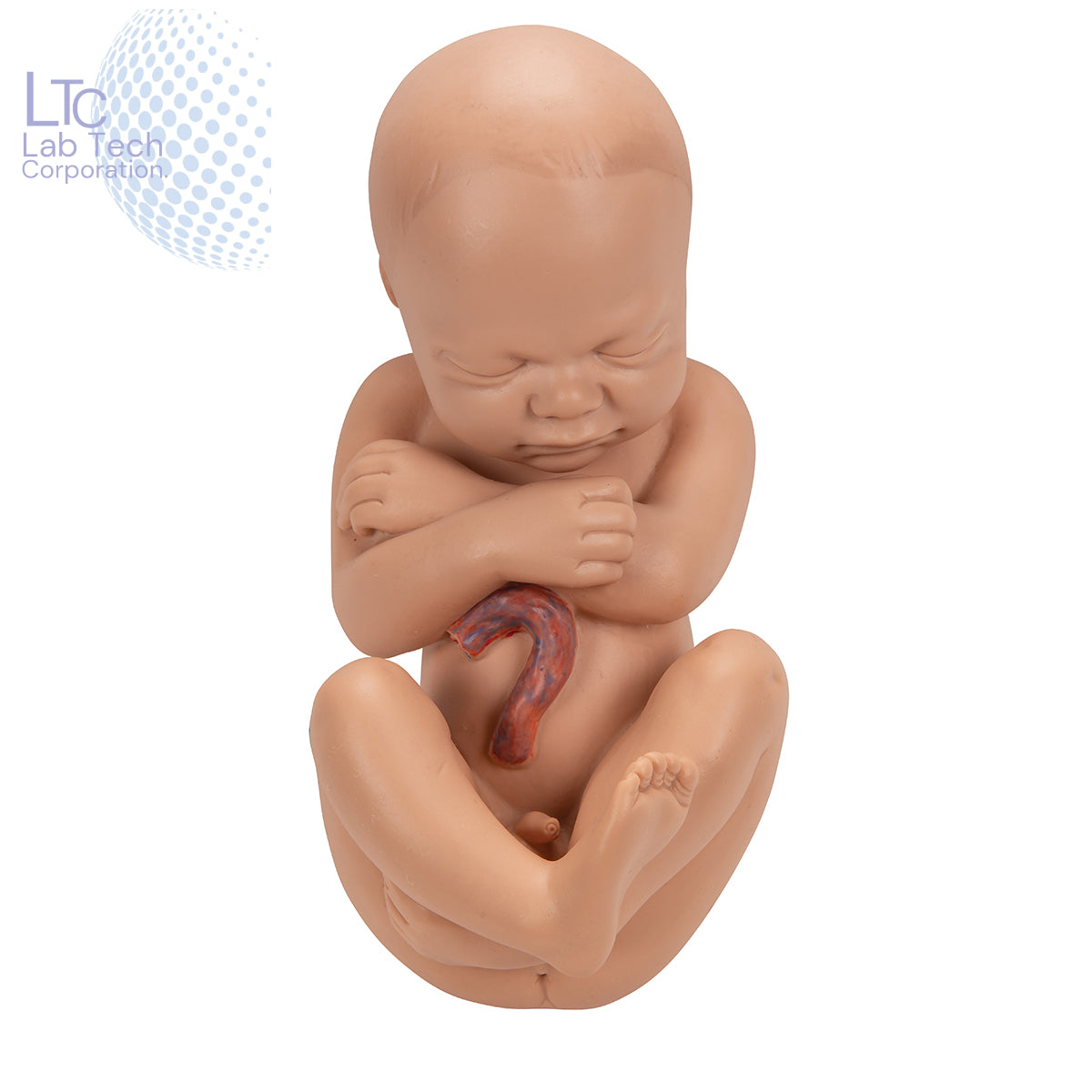 HUMAN FEMALE PREGNANT PELVIS SECTION WITH FETUS