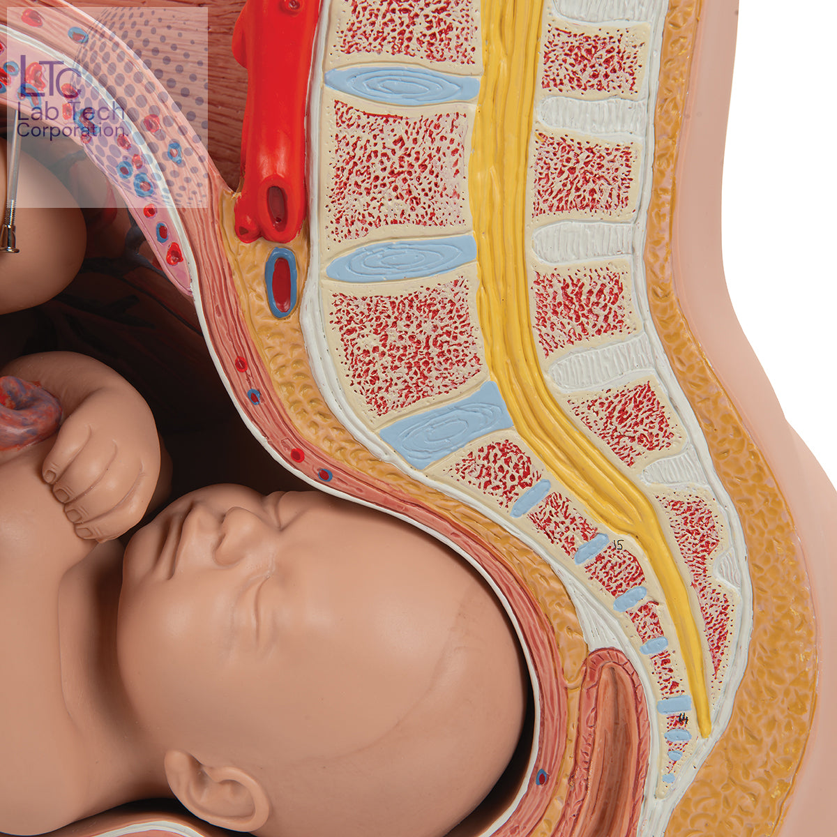 HUMAN FEMALE PREGNANT PELVIS SECTION WITH FETUS