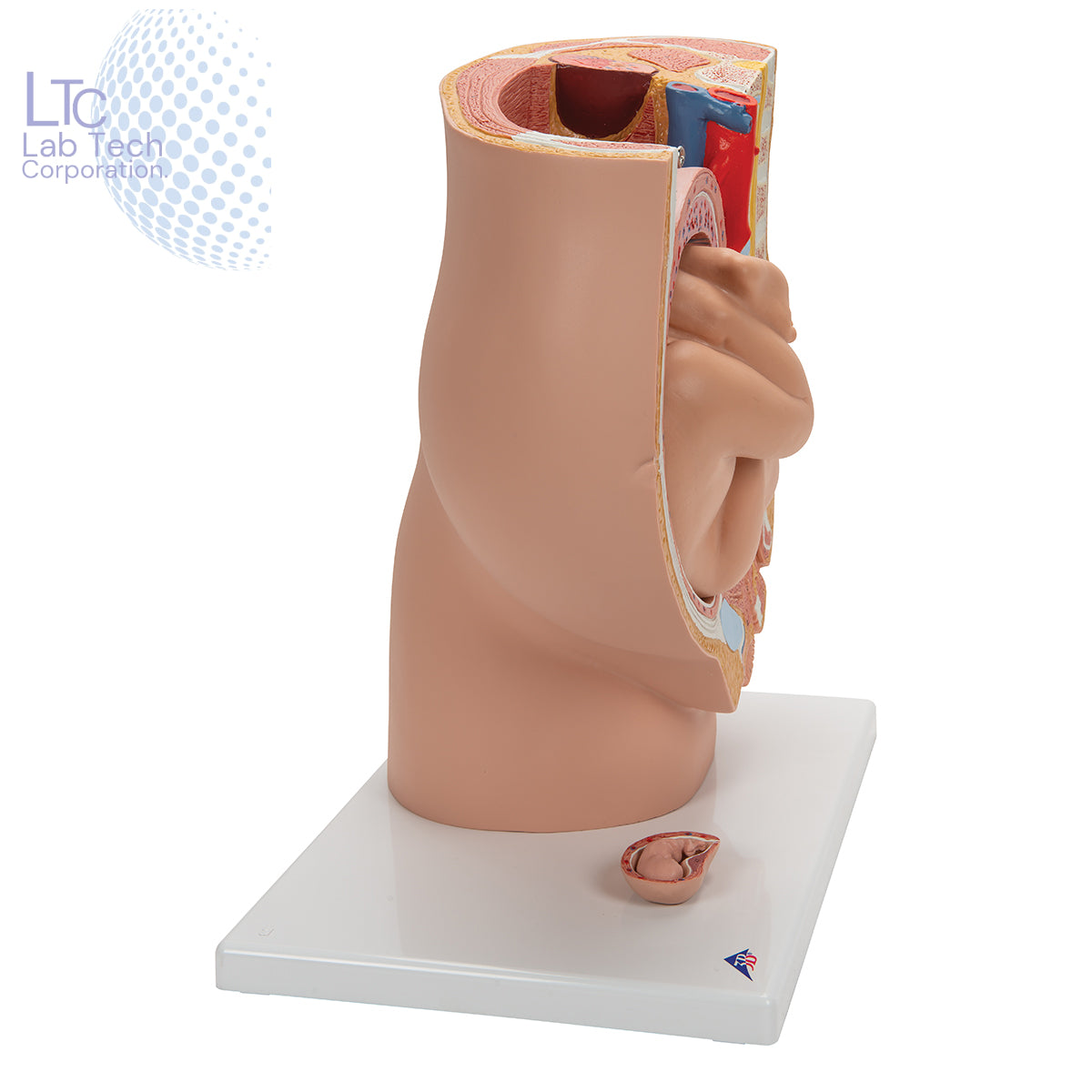 HUMAN FEMALE PREGNANT PELVIS SECTION WITH FETUS