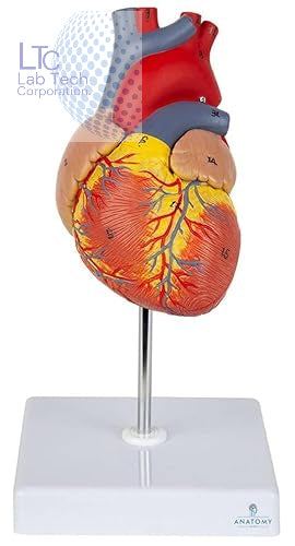 HUMAN HEART MODEL LIFE SIZE