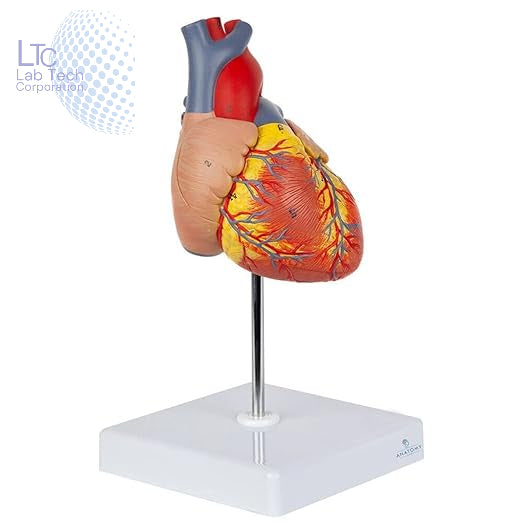 HUMAN HEART MODEL LIFE SIZE