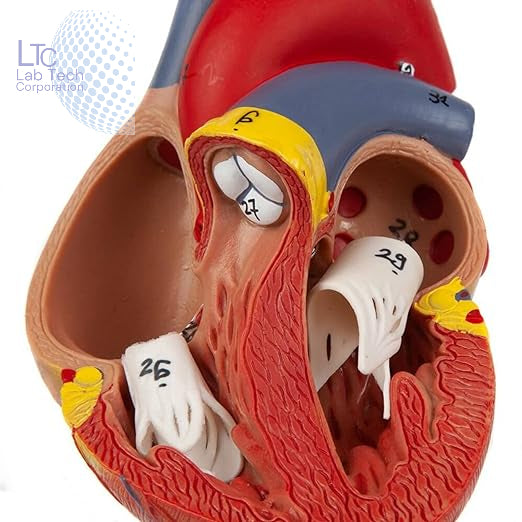 HUMAN HEART MODEL LIFE SIZE