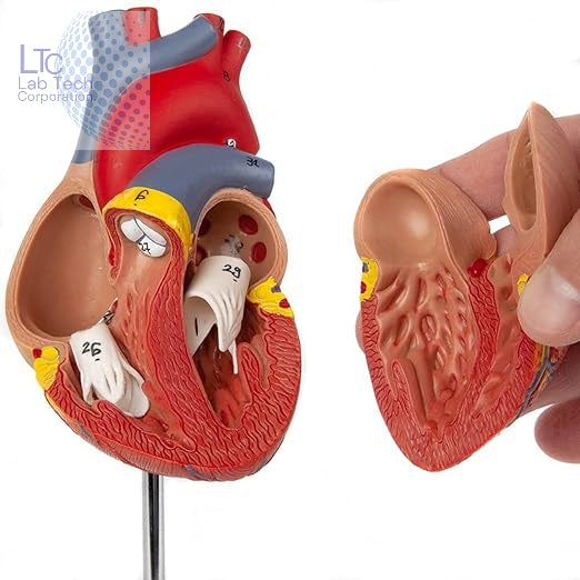 HUMAN HEART MODEL LIFE SIZE