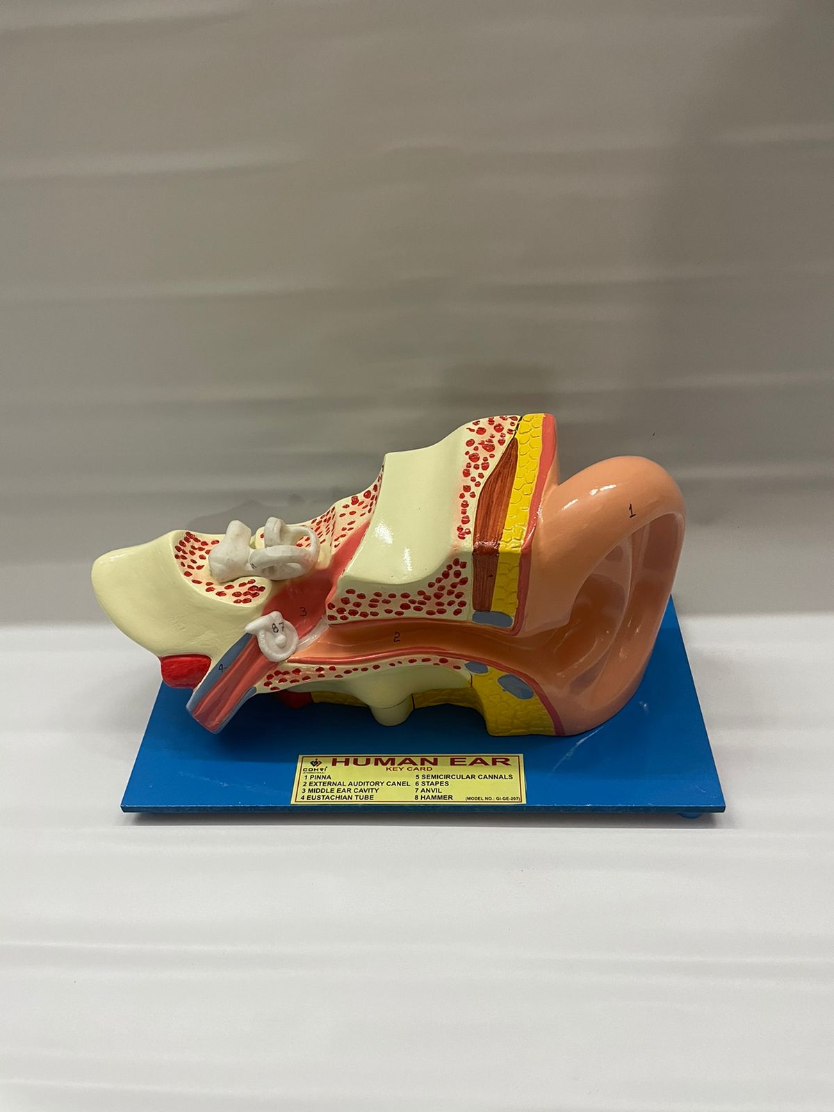 Human Ear Model Enlarged – M/S LAB TECH CORPORATION