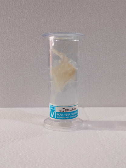 JELLY FISH PRESERVED SPECIMEN