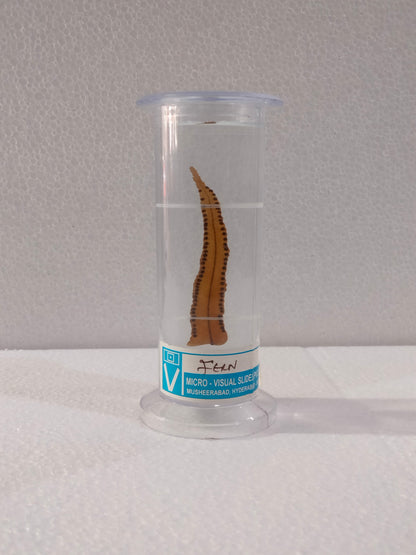 FERN PRESERVED SPECIMEN