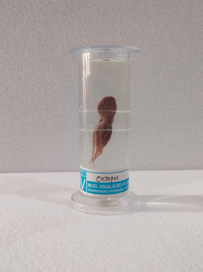 OCTOPUS PRESERVED SPECIMEN