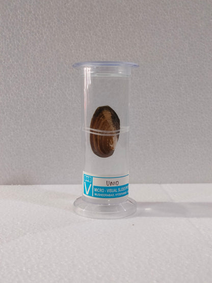 UNIO PRESERVED SPECIMEN