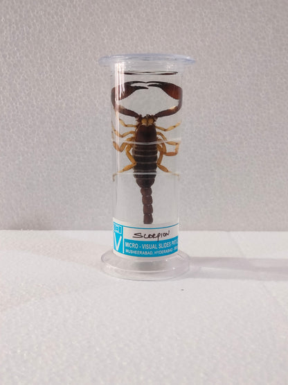 SCORPION PRESERVED SPECIMEN