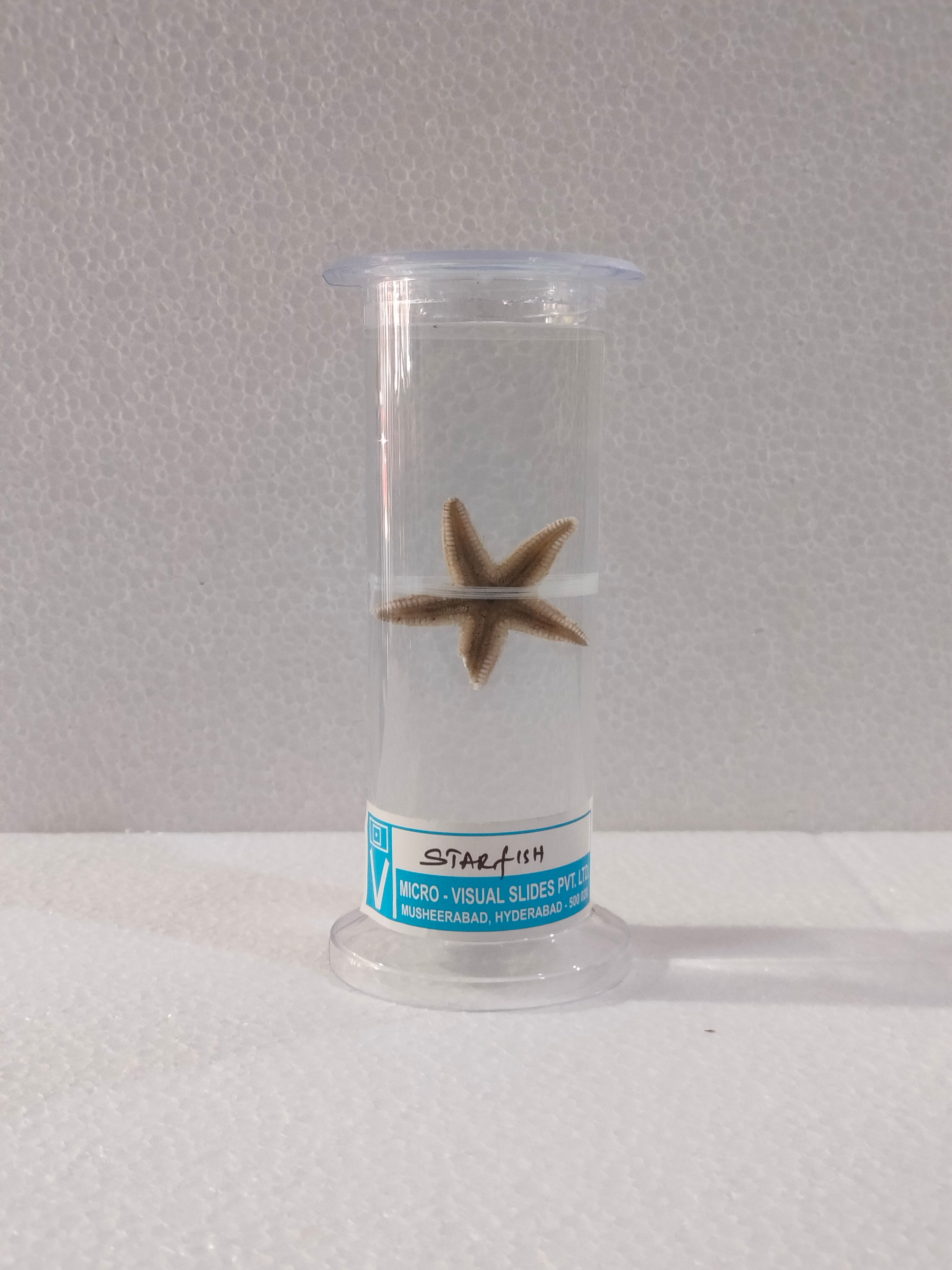 STAR FISH PRESERVED SPECIMEN – M/S LAB TECH CORPORATION