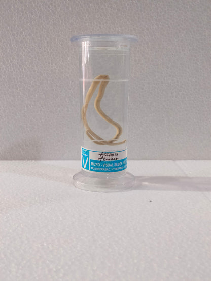 ASCARIS FEMALE PRESERVED SPECIMEN