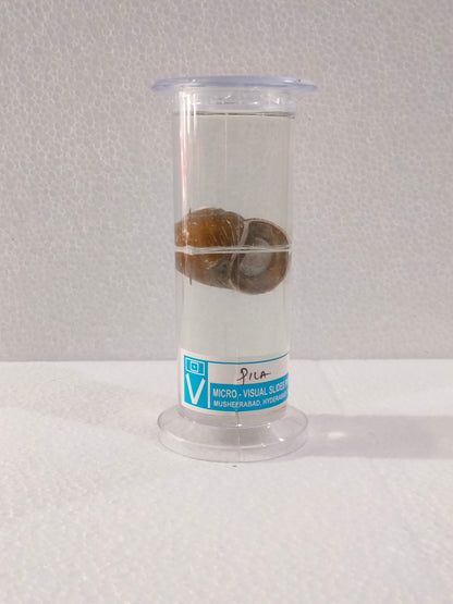 PILA PRESERVED SPECIMEN