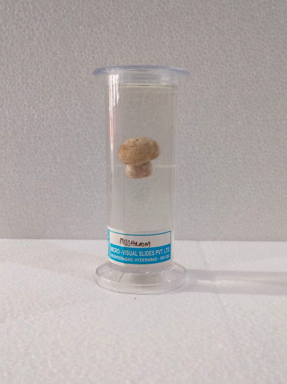 MUSHROOM PRESERVED SPECIMEN