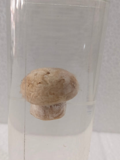 MUSHROOM PRESERVED SPECIMEN