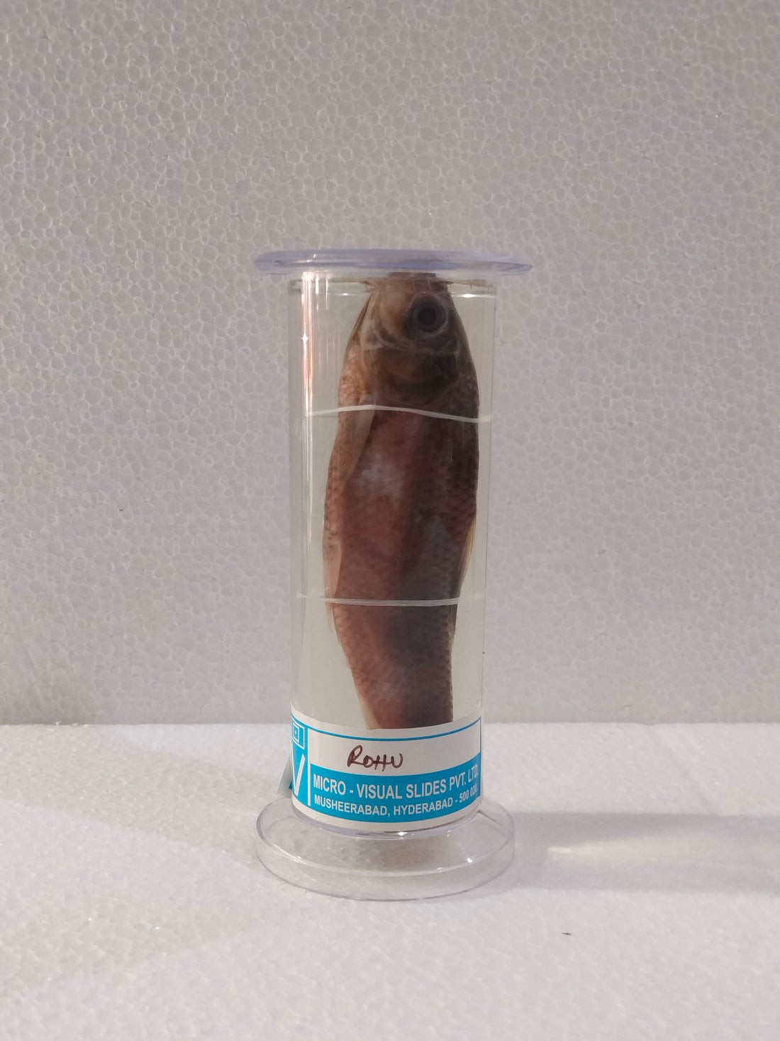 ROHU FISH PRESERVED SPECIMEN – M/S LAB TECH CORPORATION