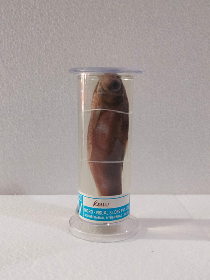 ROHU FISH PRESERVED SPECIMEN
