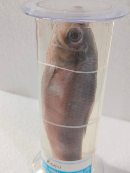 ROHU FISH PRESERVED SPECIMEN