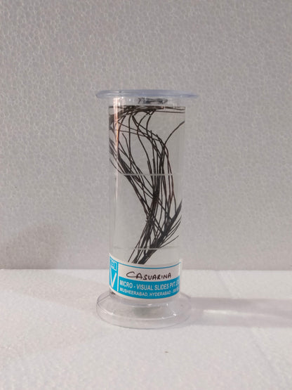 CASUARINA PRESERVED SPECIMEN