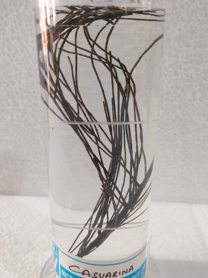 CASUARINA PRESERVED SPECIMEN