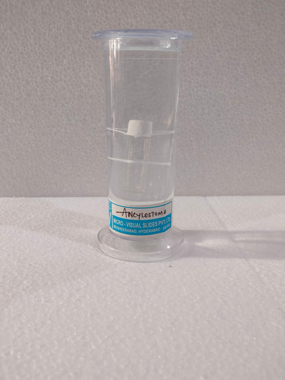 ANCYLOSTOMA PRESERVED SPECIMEN