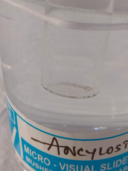 ANCYLOSTOMA PRESERVED SPECIMEN