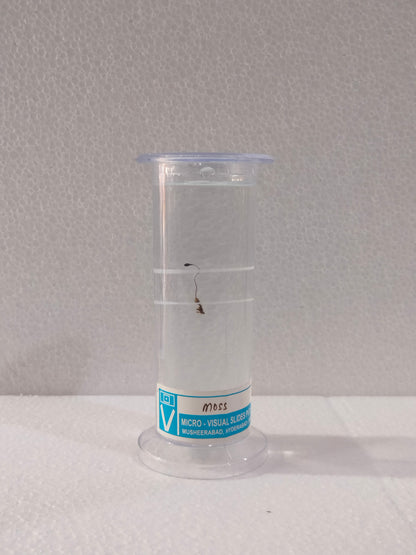 MOSS PRESERVED SPECIMEN
