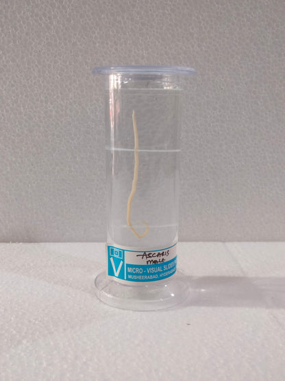 ASCARIS MALE PRESERVED SPECIMEN