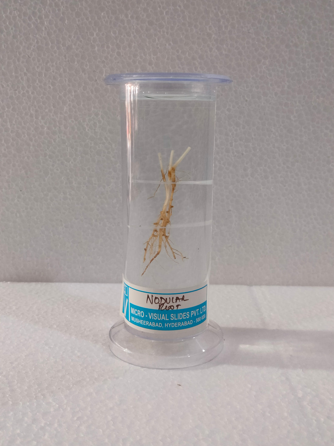 NODULAR ROOT PRESERVED SPECIMEN – M/S LAB TECH CORPORATION